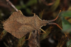 Syromastus rhombeus - Rhombic Leatherbug